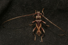 Eurysthea latefasciata