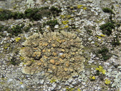 Lecanora mellea