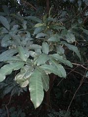 Tabernaemontana ventricosa