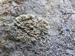 Lecanora mellea