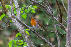 Erithacus rubecula