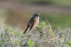 Artemisiospiza belli clementeae
