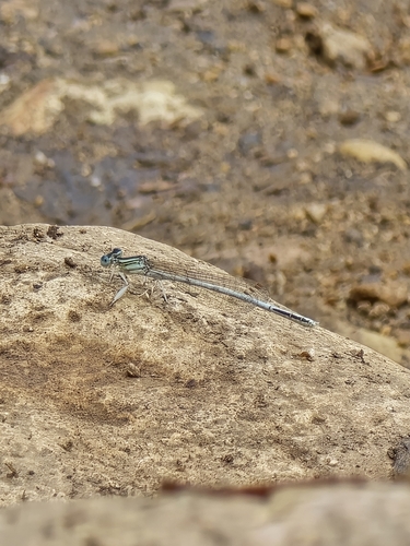 Ivory Featherleg