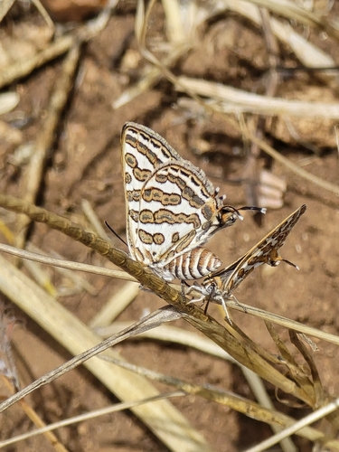 Tawny Silver-line