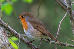 Erithacus rubecula