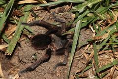 Cyclosternum schmardae