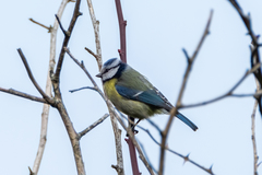 Cyanistes caeruleus