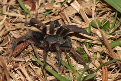 Cyclosternum schmardae