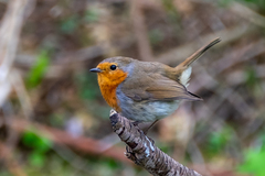 Erithacus rubecula