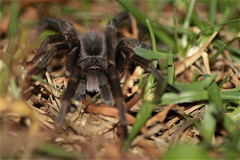 Cyclosternum schmardae