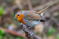 Erithacus rubecula