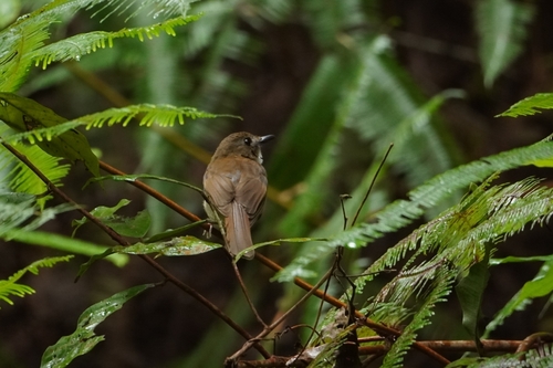 Grey-chested Jungle Flycatcher (Cyornis umbratilis), photo 9