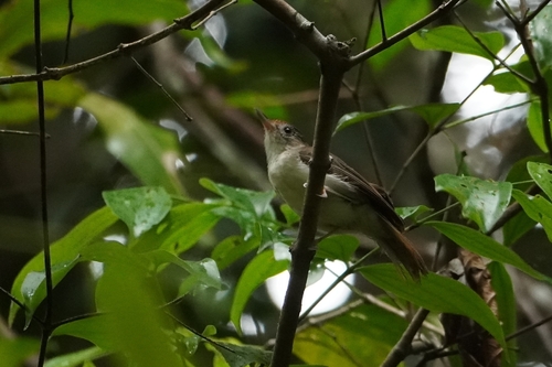 Scaly-crowned Babbler (Malacopteron cinereum)