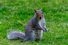 Sciurus carolinensis