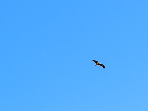 Whistling Kite