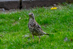 Turdus viscivorus