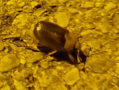 Amphimallon solstitiale