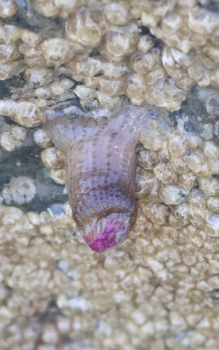 Aggregating Anemone