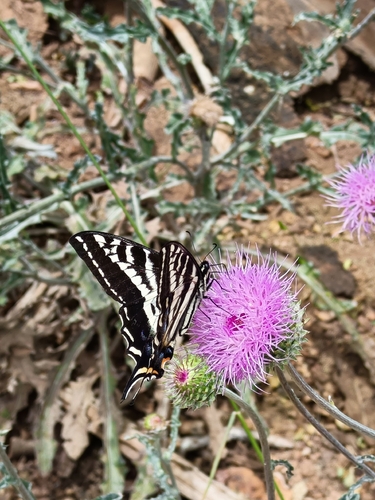 iNaturalist observation photo of Common Swallowtails