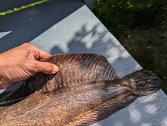 Bering Wolffish photo 3