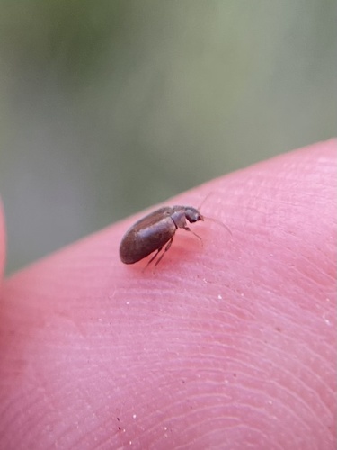 iNaturalist observation photo of Beetles