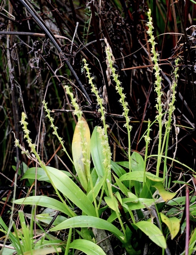 Liparis elegans observed 2026-07-02