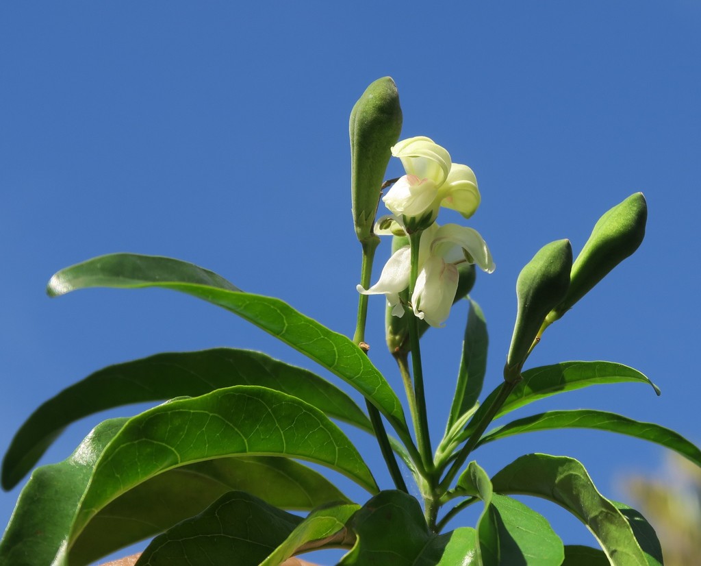 Justicia adhatodoides; photograph author not stated, no rights reserved