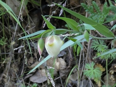 Calochortus albus, photograph (c) Alexander Wentworth, some rights reserved (CC BY)