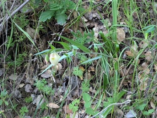 Calochortus albus, photograph 3