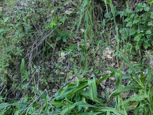 Calochortus albus, photograph 4