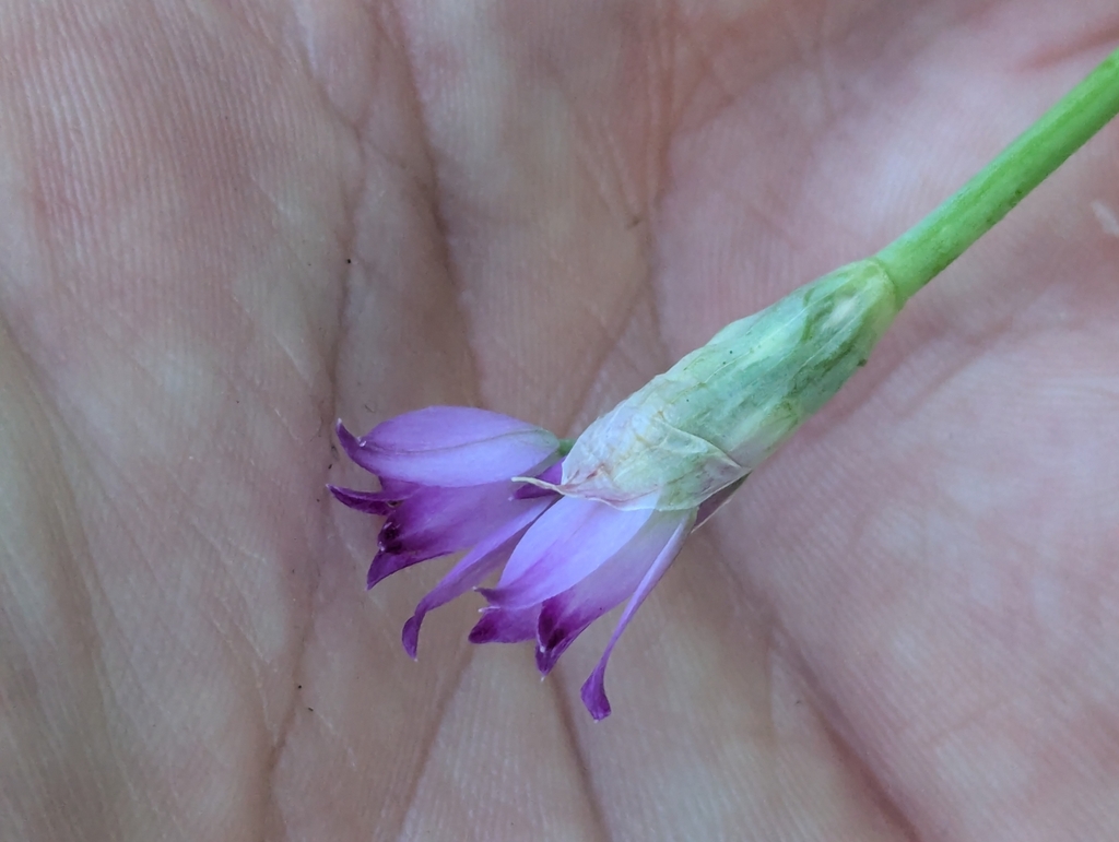 Allium peninsulare; photograph (c) Alexander Wentworth, some rights reserved (CC BY)