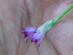 Allium peninsulare