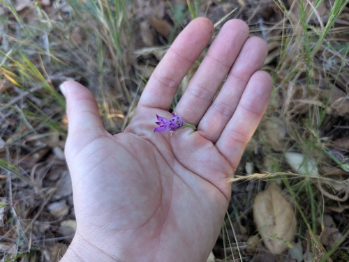 Allium peninsulare, photograph 1