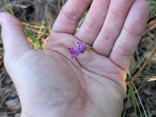 Allium peninsulare, photograph 2