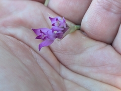 (c) Alexander Wentworth, some rights reserved (CC BY) Allium peninsulare, photograph (c) Alexander Wentworth, some rights reserved (CC BY)