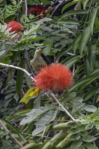 Macleay's Honeyeater (Xanthotis macleayanus), photo 5