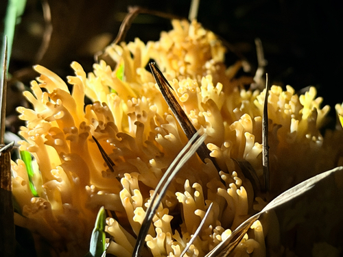 Ramaria lorithamnus