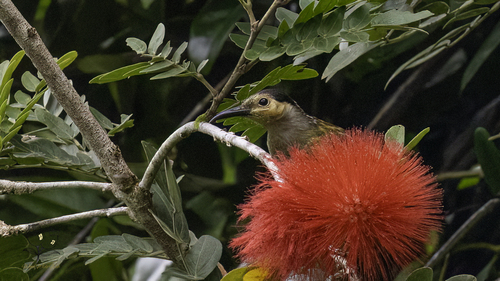 Macleay's Honeyeater (Xanthotis macleayanus), photo 6