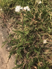 Achillea millefolium