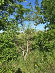 Zanthoxylum hirsutum