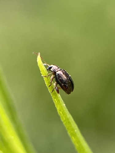 iNaturalist observation photo of Flea Beetles