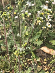 Senecio vulgaris