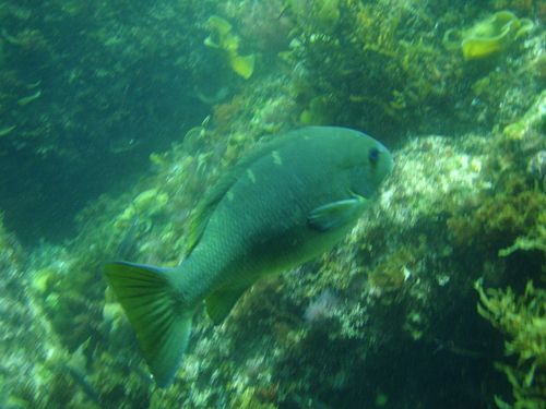 Gulf opaleye (Girella simplicidens) — Kyphosidae — 2