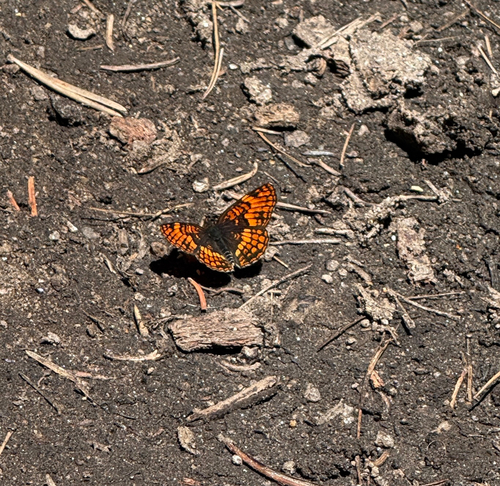 iNaturalist observation photo of Hoffmann's Checkerspot