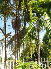 Areca triandra