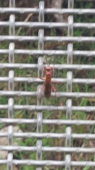 Sphictostethus nitidus