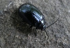 Agelastica alni
