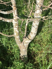 Zanthoxylum hirsutum