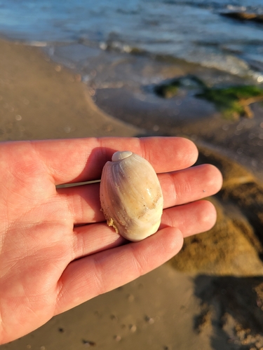 Olivancillaria auricularia observed 2026-06-29