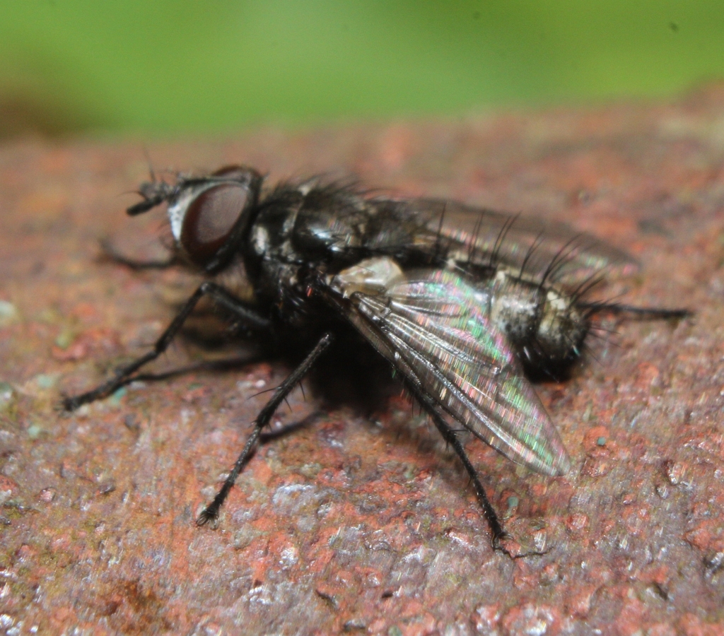 Eulasiona